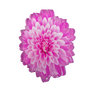 Pink Flower Acrylic
